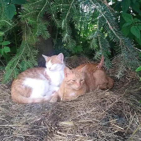 Sauna, Tiere Und Natur Im Lerchennest * Dornstetten