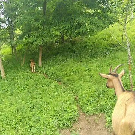 Sauna, Tiere Und Natur Im Lerchennest Dornstetten