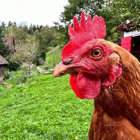Sauna, Tiere Und Natur Im Lerchennest * Dornstetten