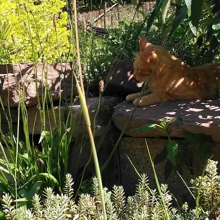 Sauna, Tiere Und Natur Im Lerchennest * Dornstetten