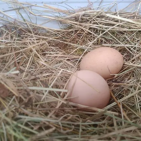 Sauna, Tiere Und Natur Im Lerchennest * Dornstetten