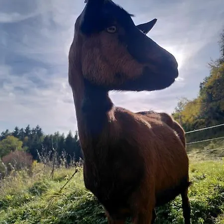 Apartment Sauna, Tiere Und Natur Im Lerchennest *