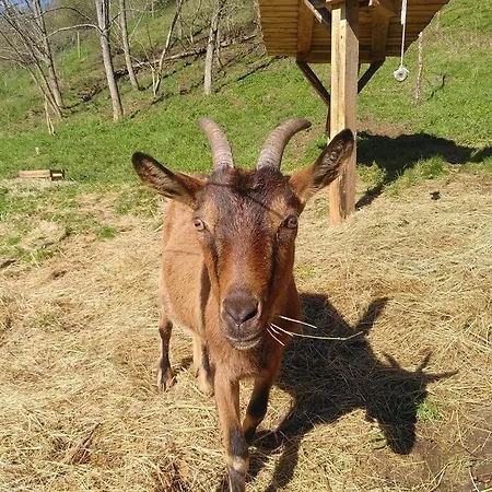 Sauna, Tiere Und Natur Im Lerchennest Apartment